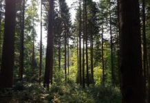 Symbolbild Wald