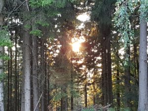 Bäume-Wald-Biomasse-Sonne